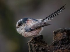 Maggie Bullock LRPS-Long-tailed Tit-Third.jpg